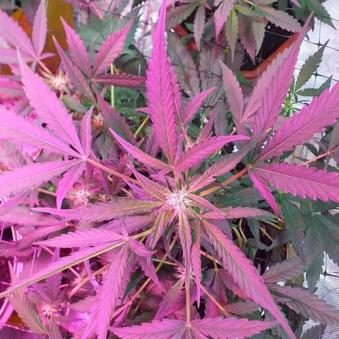 Auto Gelato growlog photo: Цветёт полным ходом есть трихомы, скоро Будем пробовать