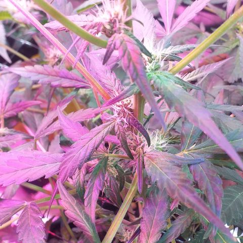 Auto Gelato growlog timeline photo