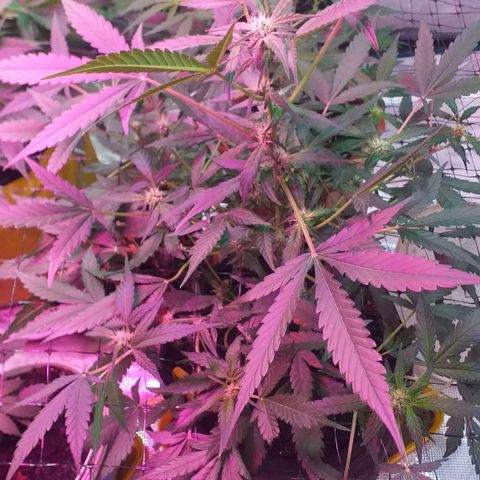 Auto Gelato growlog timeline photo