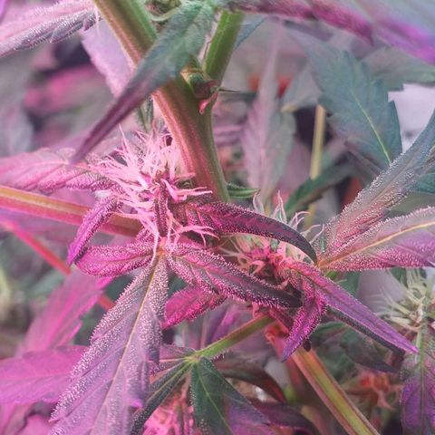 Auto Gelato growlog timeline photo