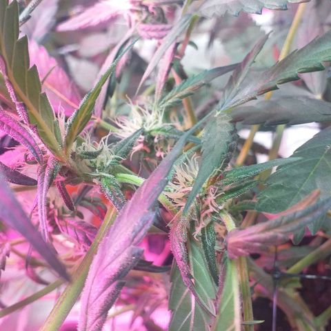 Auto Gelato growlog timeline photo
