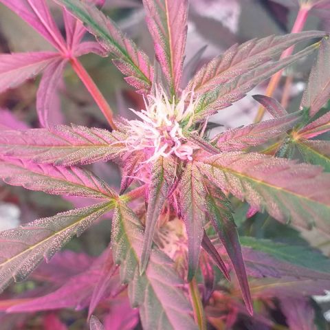 Auto Gelato growlog timeline photo