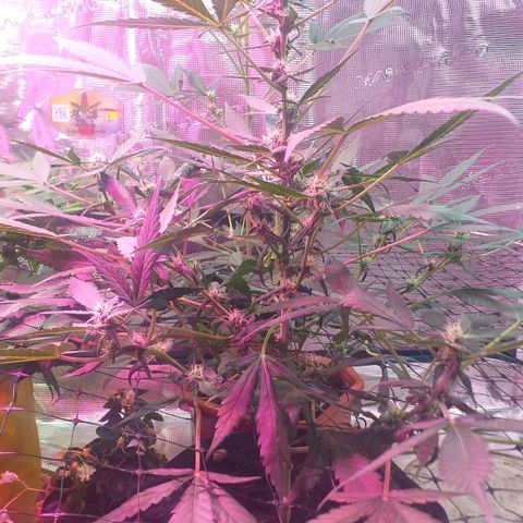 Auto Gelato growlog timeline photo