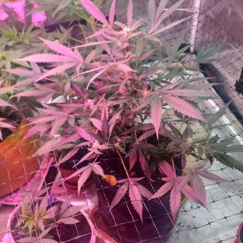 Auto Gelato growlog timeline photo