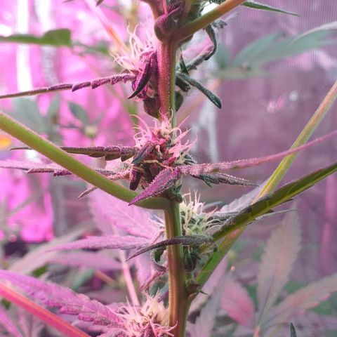 Auto Gelato growlog timeline photo