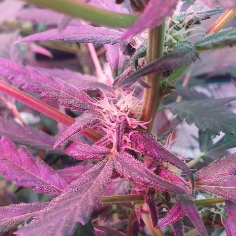 Auto Gelato growlog timeline photo