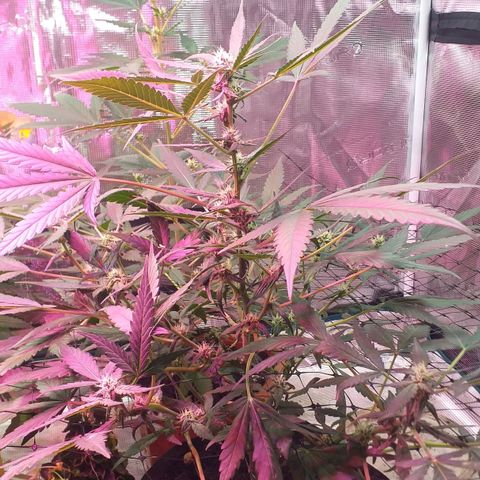 Auto Gelato growlog timeline photo