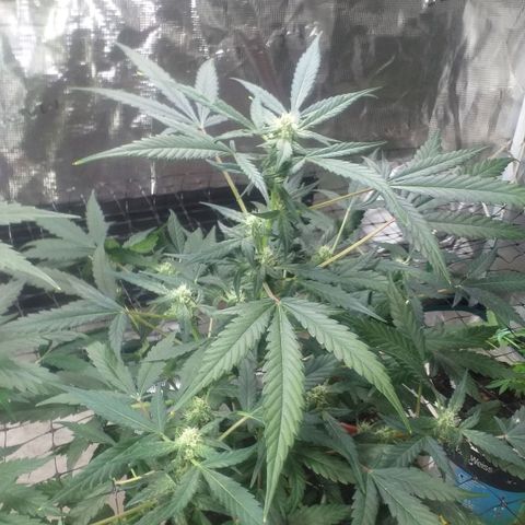 Auto Gelato growlog photo: Короче Короче говоря Мы с Ксюшей очень хотим накуриться но нечем, поэтому я нашёл причину чтобы обстричь джелато