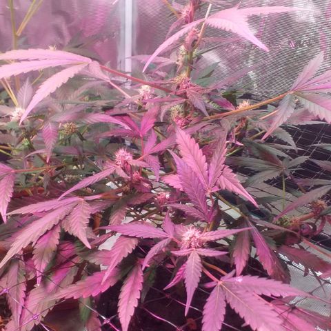 Auto Gelato growlog photo: Короче Короче говоря Мы с Ксюшей очень хотим накуриться но нечем, поэтому я нашёл причину чтобы обстричь джелато