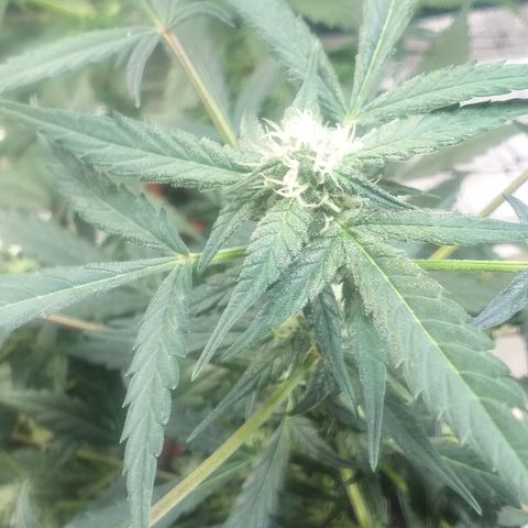 Auto Gelato growlog photo: Короче Короче говоря Мы с Ксюшей очень хотим накуриться но нечем, поэтому я нашёл причину чтобы обстричь джелато