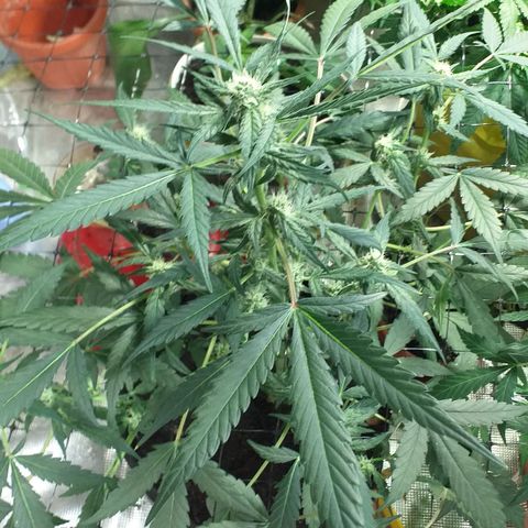 Auto Gelato growlog photo: Последние четыре фото сделаны После такой небольшой дефаляции лёвенькой