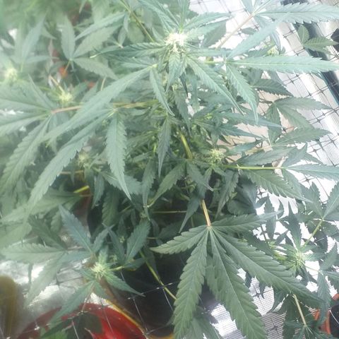 Auto Gelato growlog photo: Последние четыре фото сделаны После такой небольшой дефаляции лёвенькой