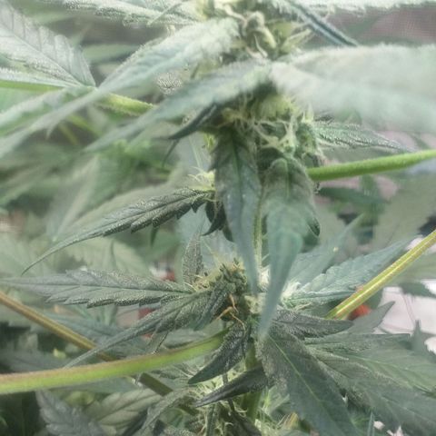 Auto Gelato growlog photo: Короче Короче говоря Мы с Ксюшей очень хотим накуриться но нечем, поэтому я нашёл причину чтобы обстричь джелато