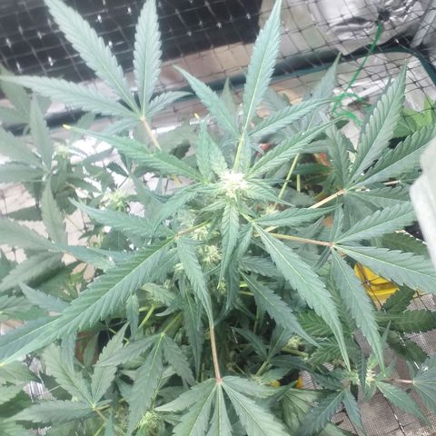 Auto Gelato growlog photo: Короче Короче говоря Мы с Ксюшей очень хотим накуриться но нечем, поэтому я нашёл причину чтобы обстричь джелато
