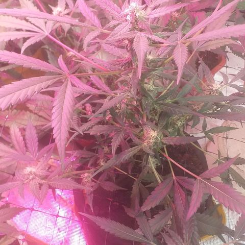 Auto Gelato growlog timeline photo