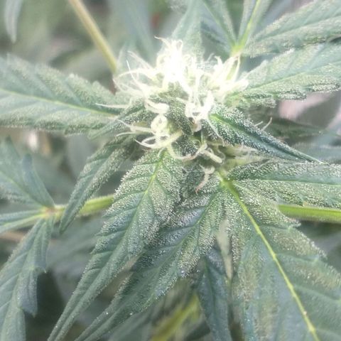 Auto Gelato growlog photo: Короче Короче говоря Мы с Ксюшей очень хотим накуриться но нечем, поэтому я нашёл причину чтобы обстричь джелато