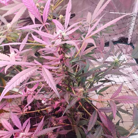 Auto Gelato growlog timeline photo