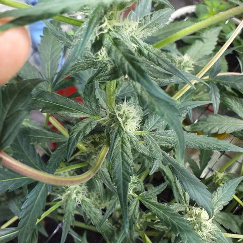 Auto Gelato growlog photo: Последние четыре фото сделаны После такой небольшой дефаляции лёвенькой