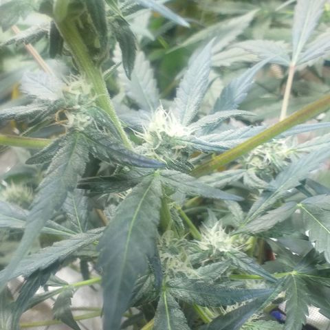 Auto Gelato growlog photo: Короче Короче говоря Мы с Ксюшей очень хотим накуриться но нечем, поэтому я нашёл причину чтобы обстричь джелато