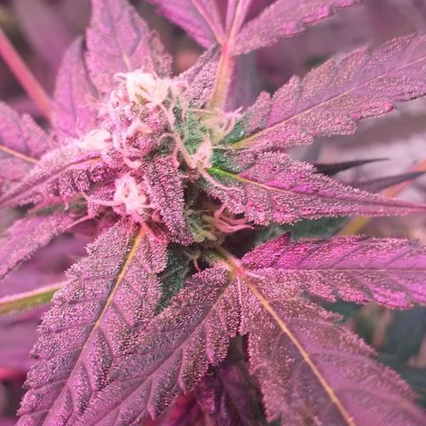 Auto Gelato growlog timeline photo