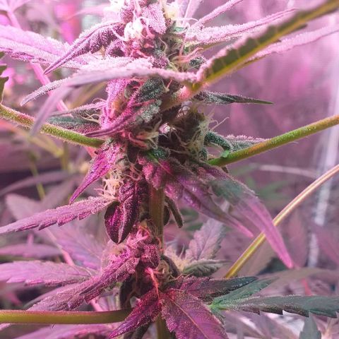 Auto Gelato growlog timeline photo
