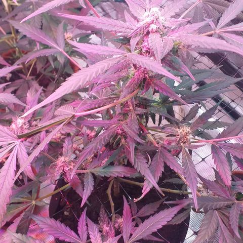 Auto Gelato growlog timeline photo