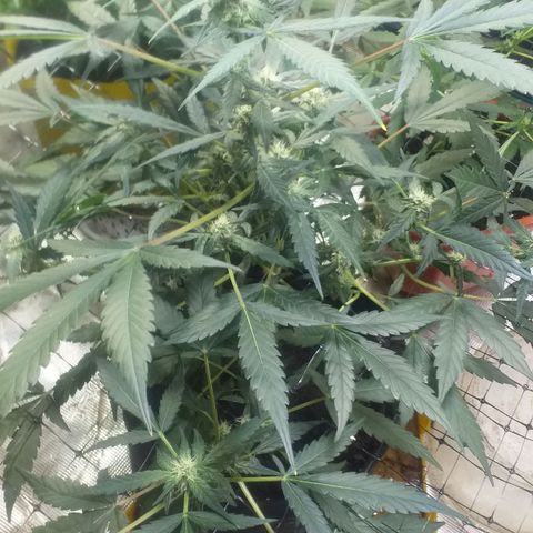 Auto Gelato growlog photo: Короче Короче говоря Мы с Ксюшей очень хотим накуриться но нечем, поэтому я нашёл причину чтобы обстричь джелато
