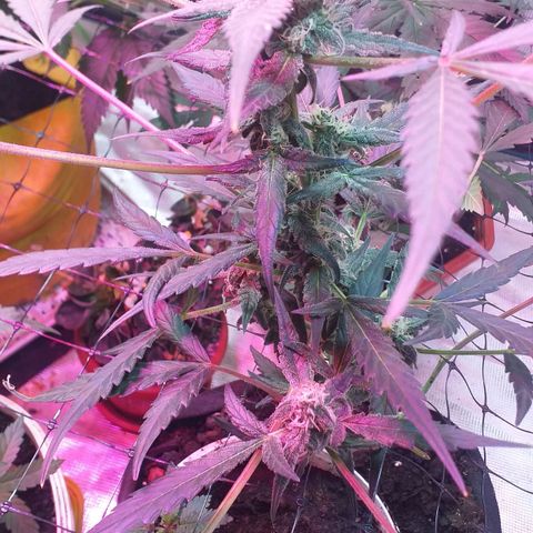Auto Gelato growlog timeline photo