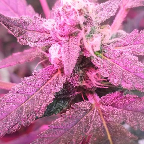 Auto Gelato growlog timeline photo