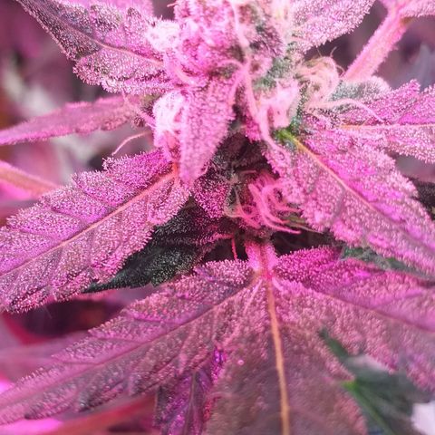 Auto Gelato growlog timeline photo