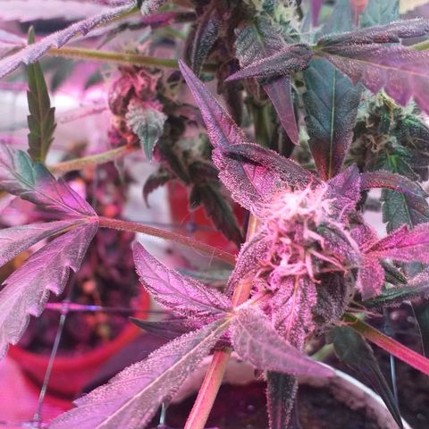 Auto Gelato growlog timeline photo