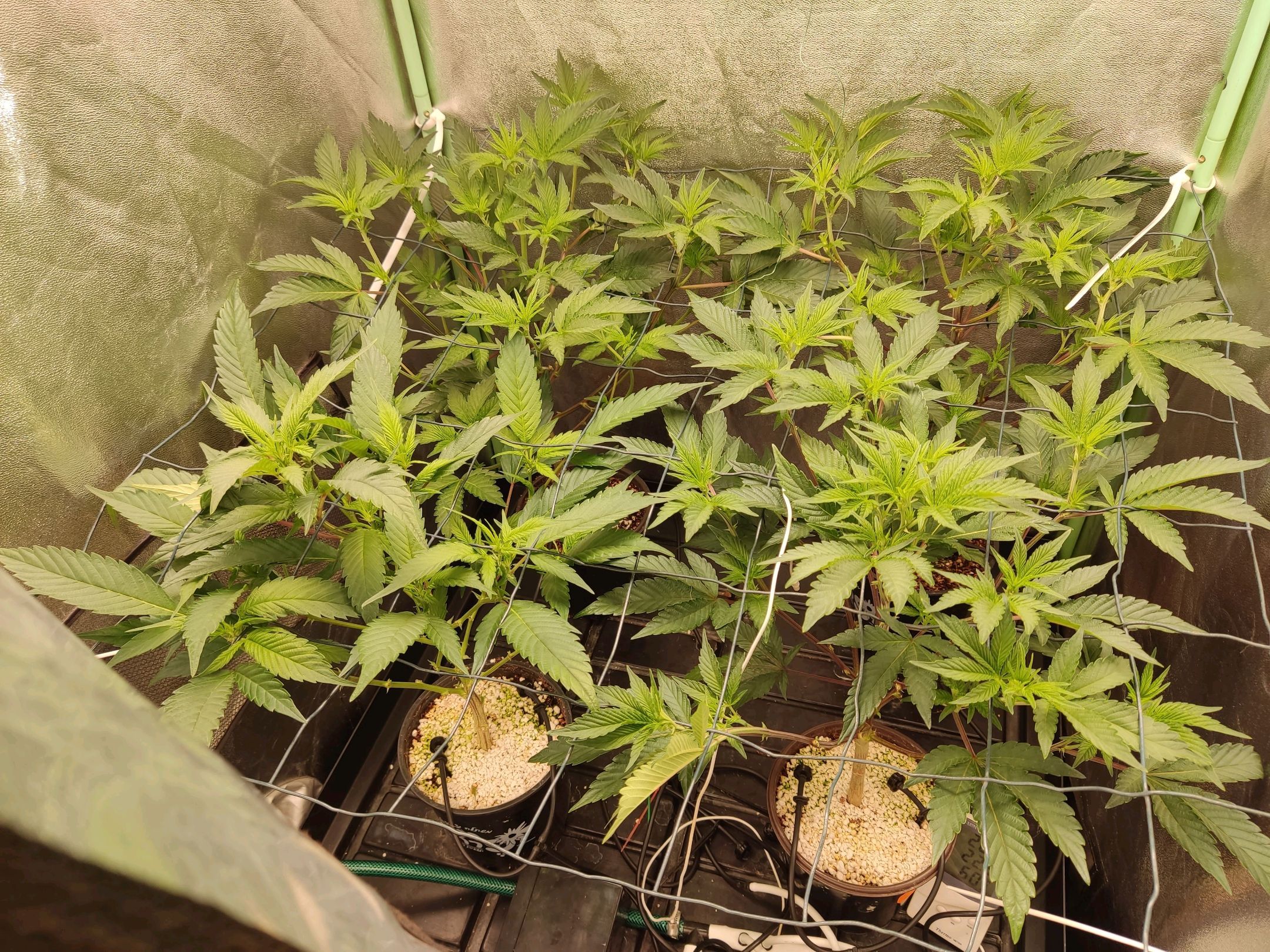 Skunky growlog photo 7