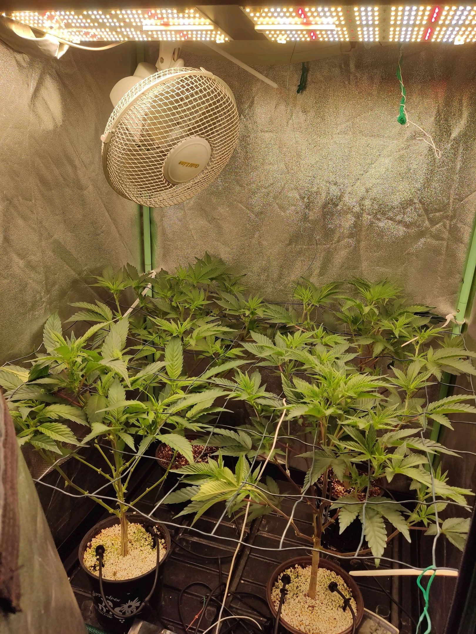 Skunky growlog photo 8