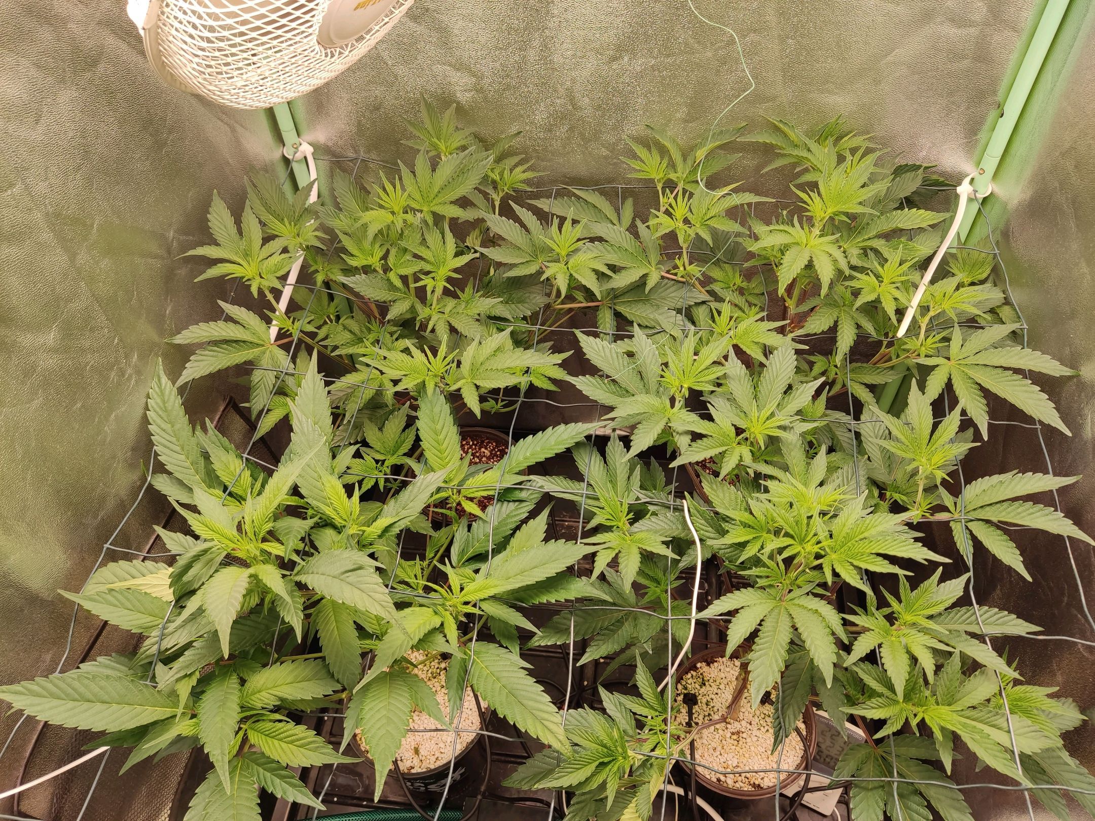 Skunky growlog photo 9