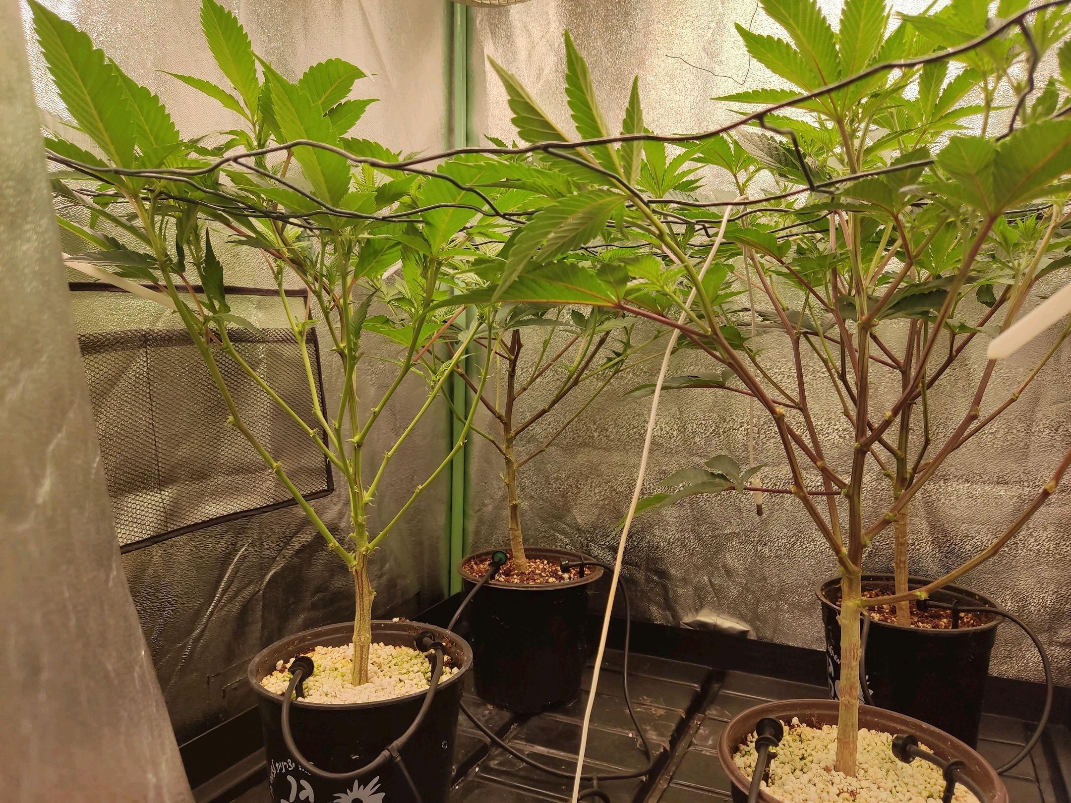 Skunky growlog photo 10