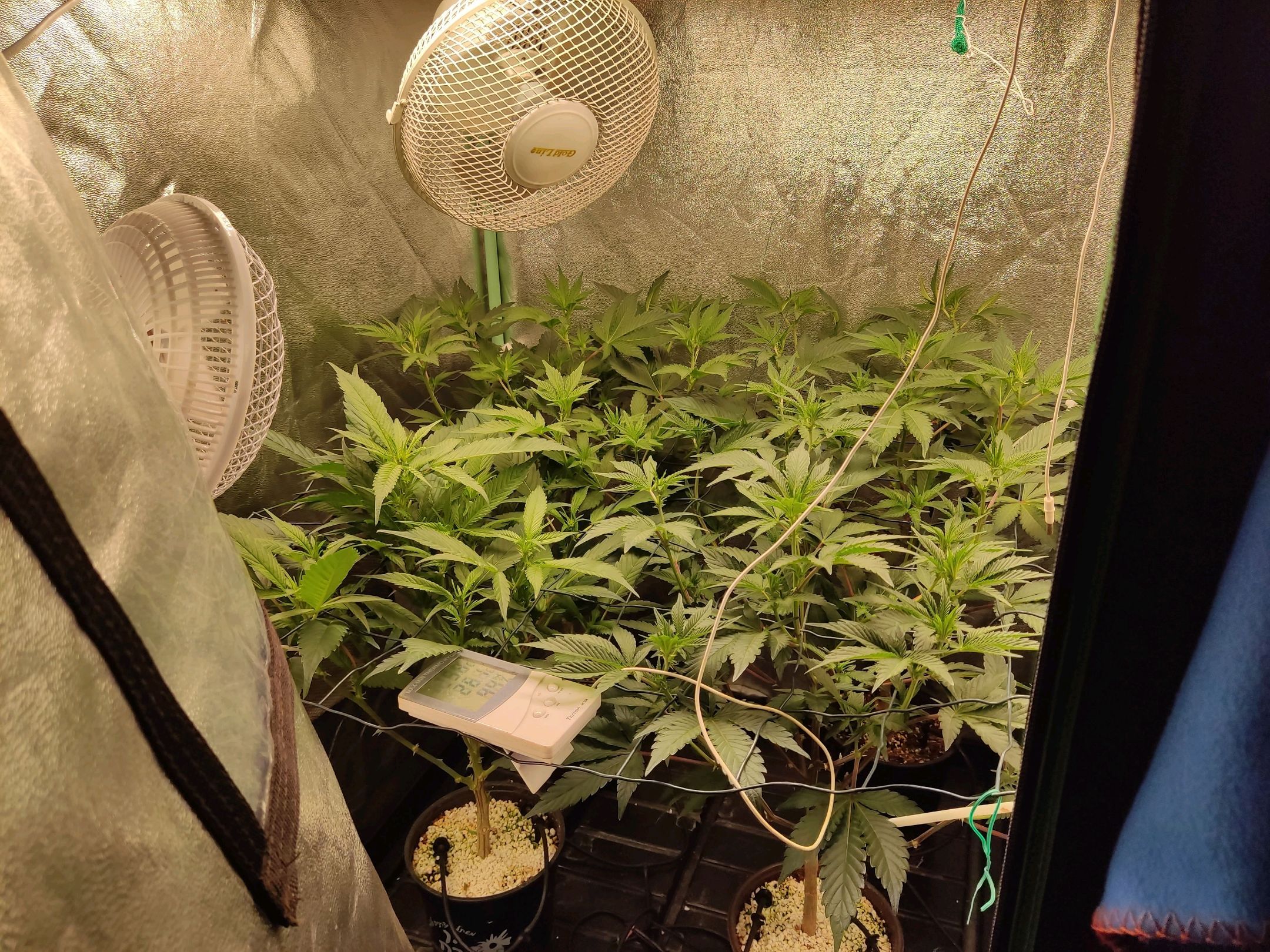 Skunky growlog photo 12