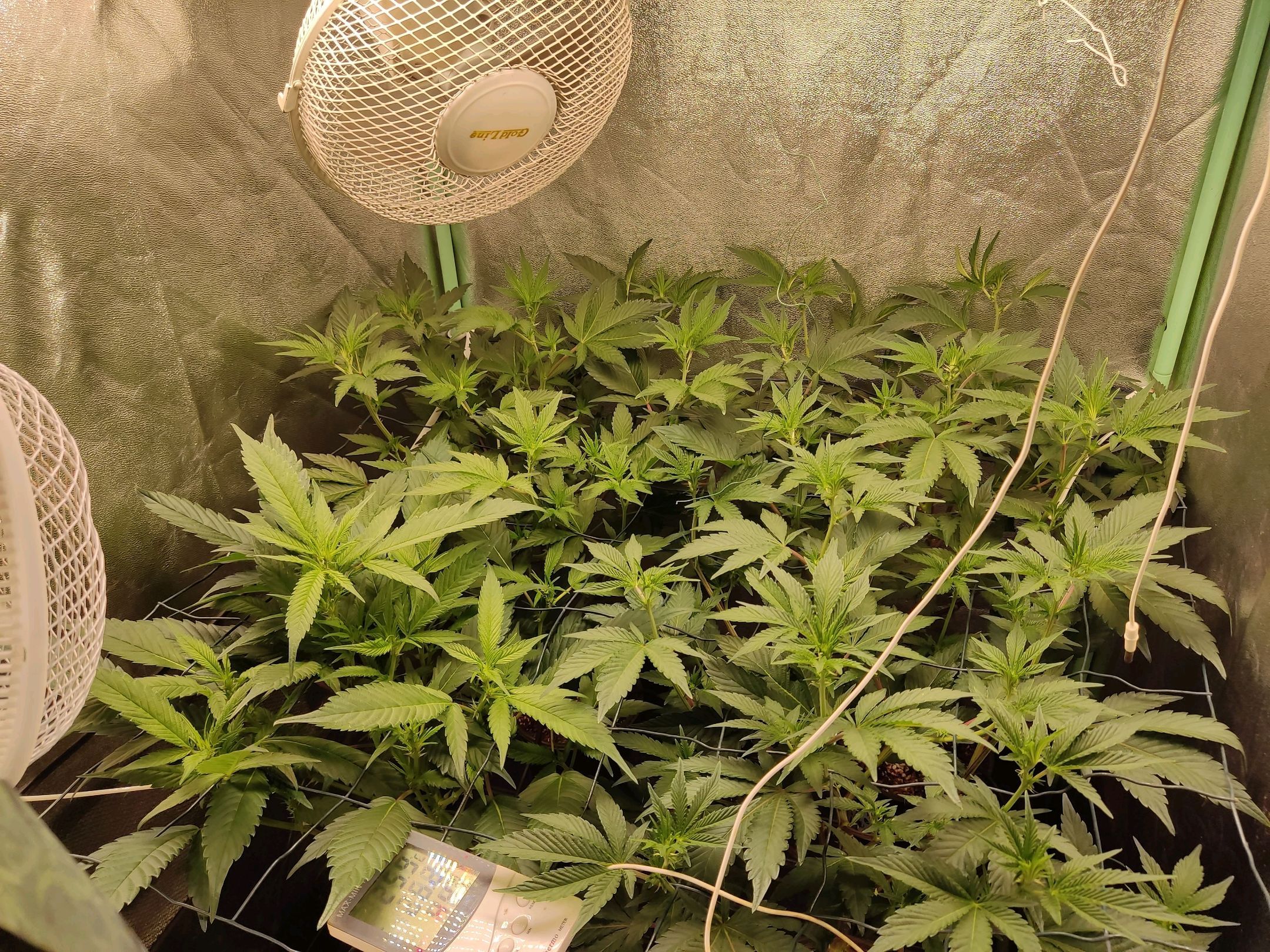 Skunky growlog photo 13