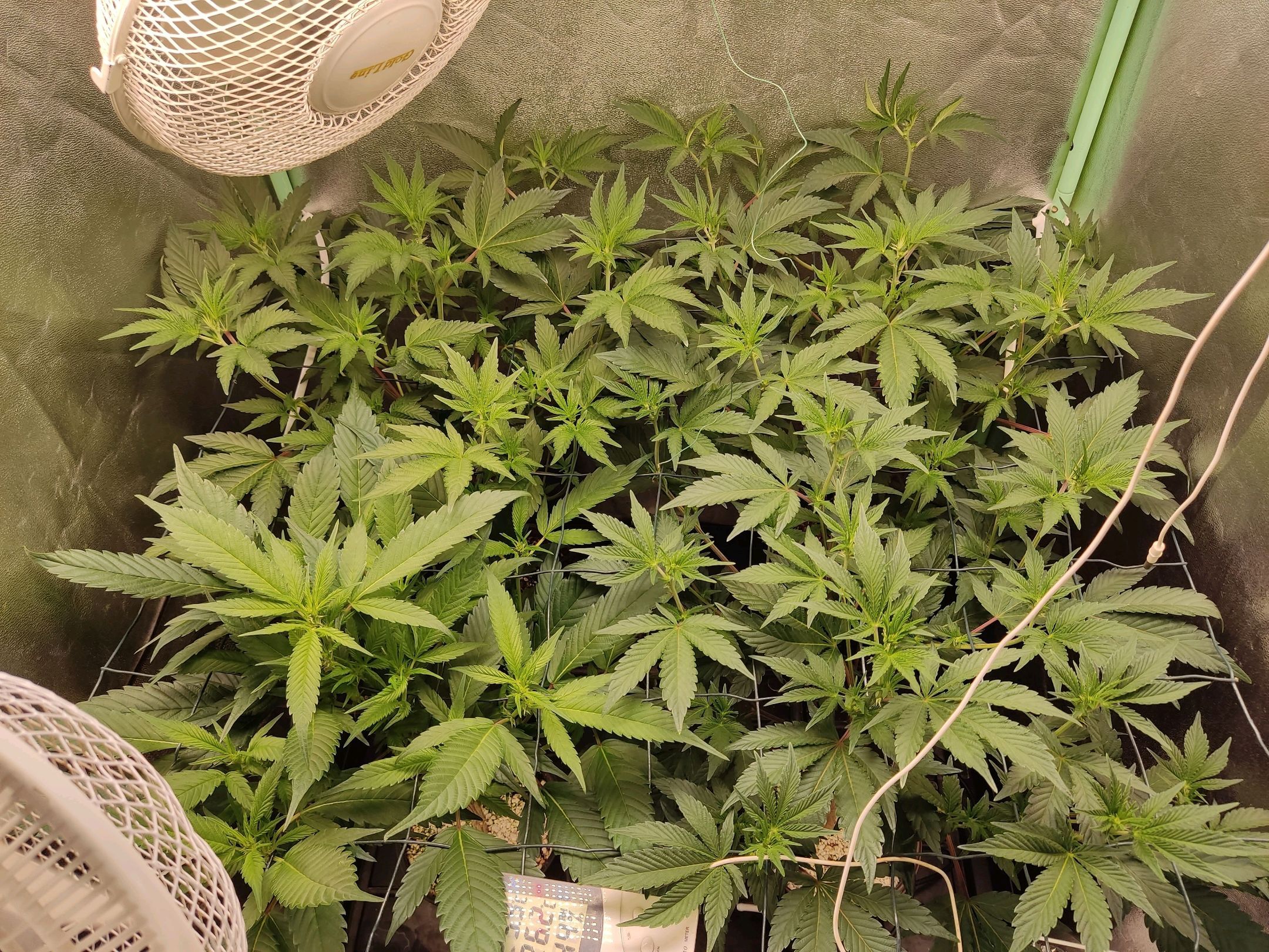 Skunky growlog photo 14