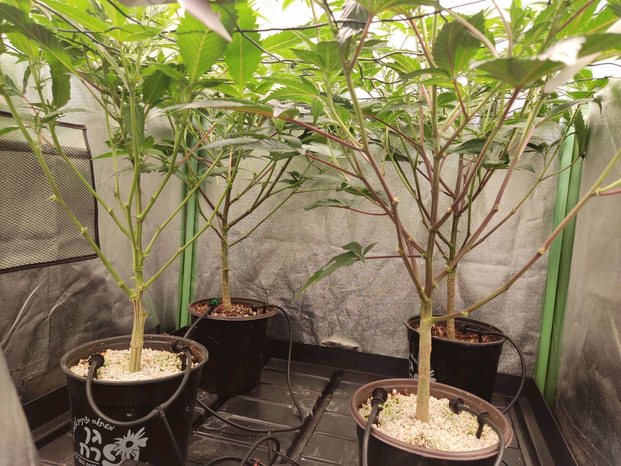 Skunky growlog photo 15