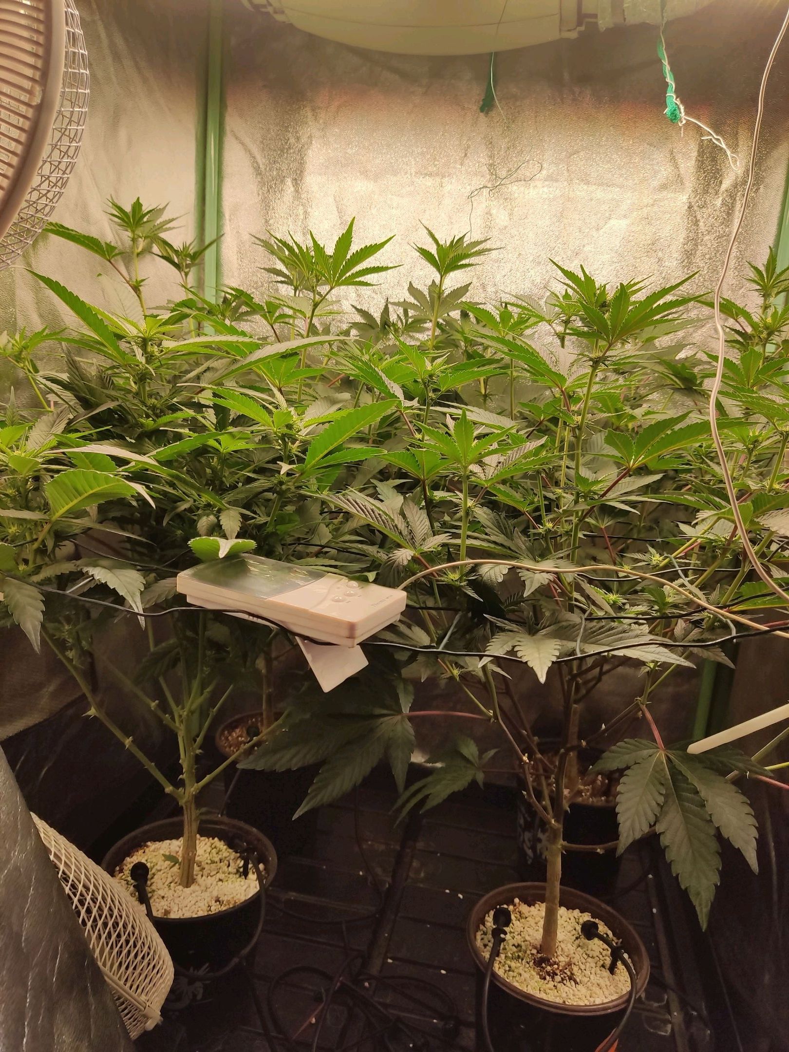 Skunky growlog photo 21