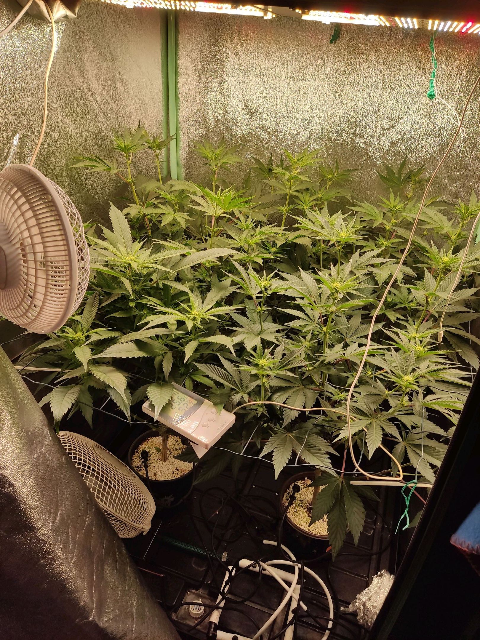 Skunky growlog photo 17