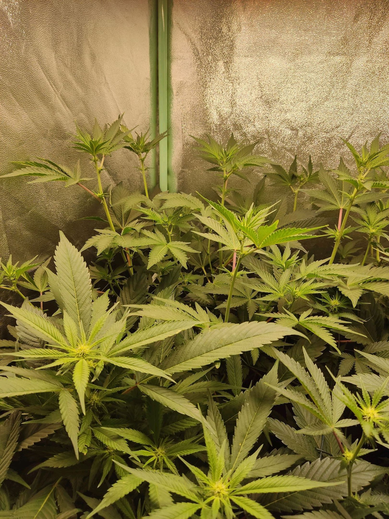 Skunky growlog photo 18