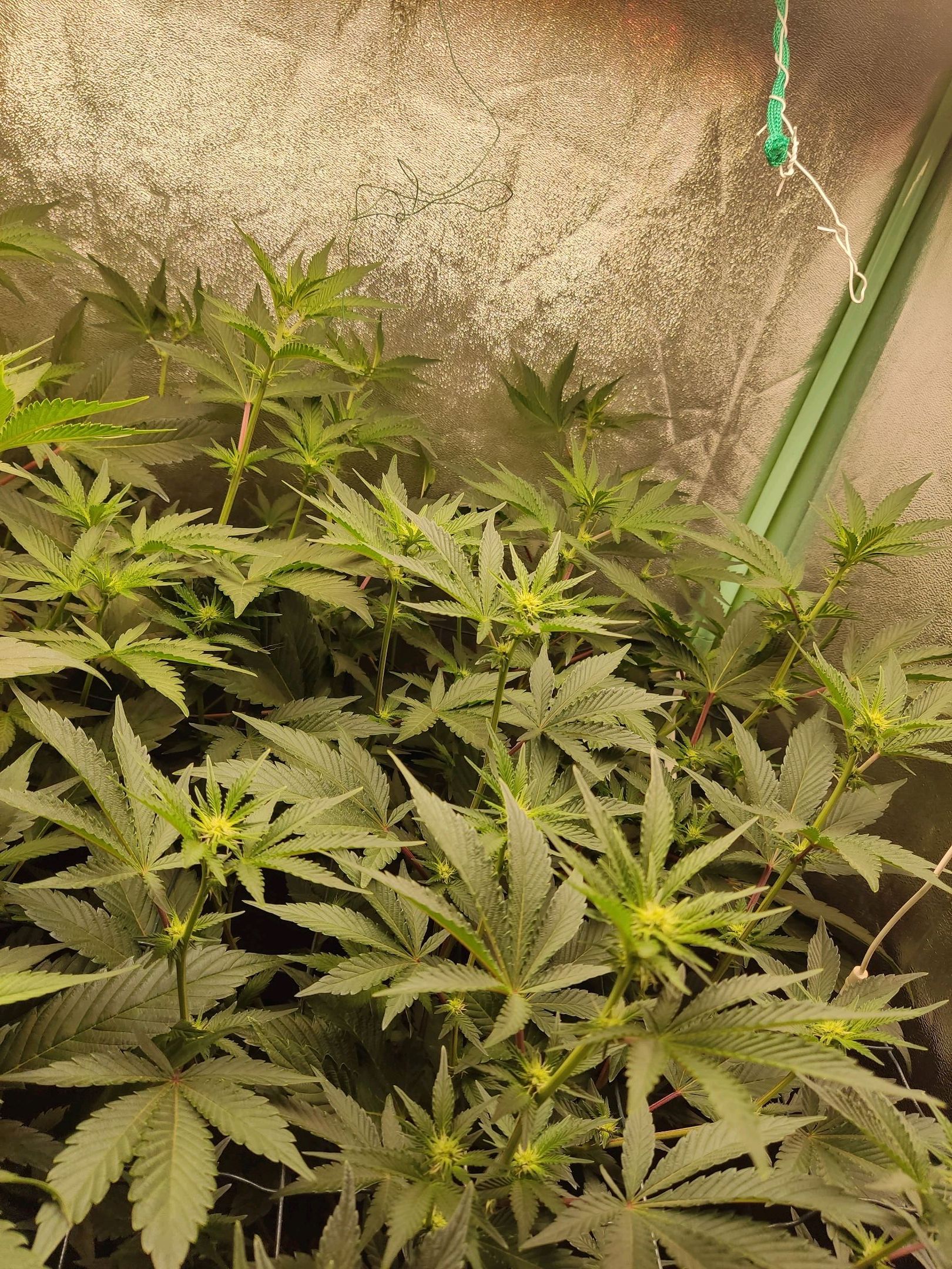 Skunky growlog photo 22