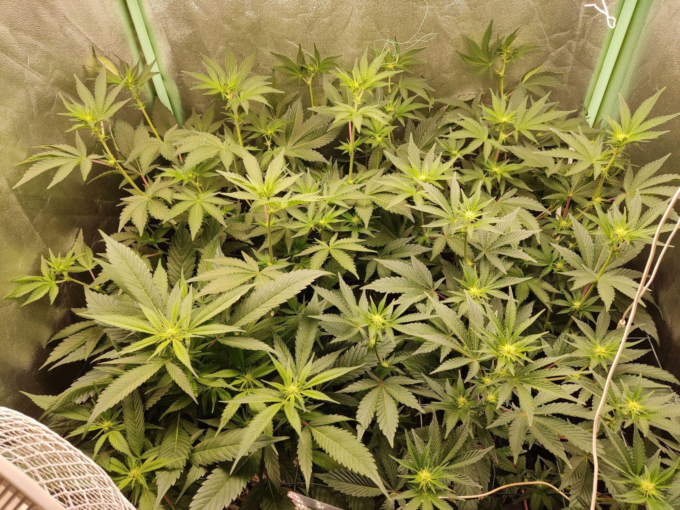 Skunky growlog photo 24