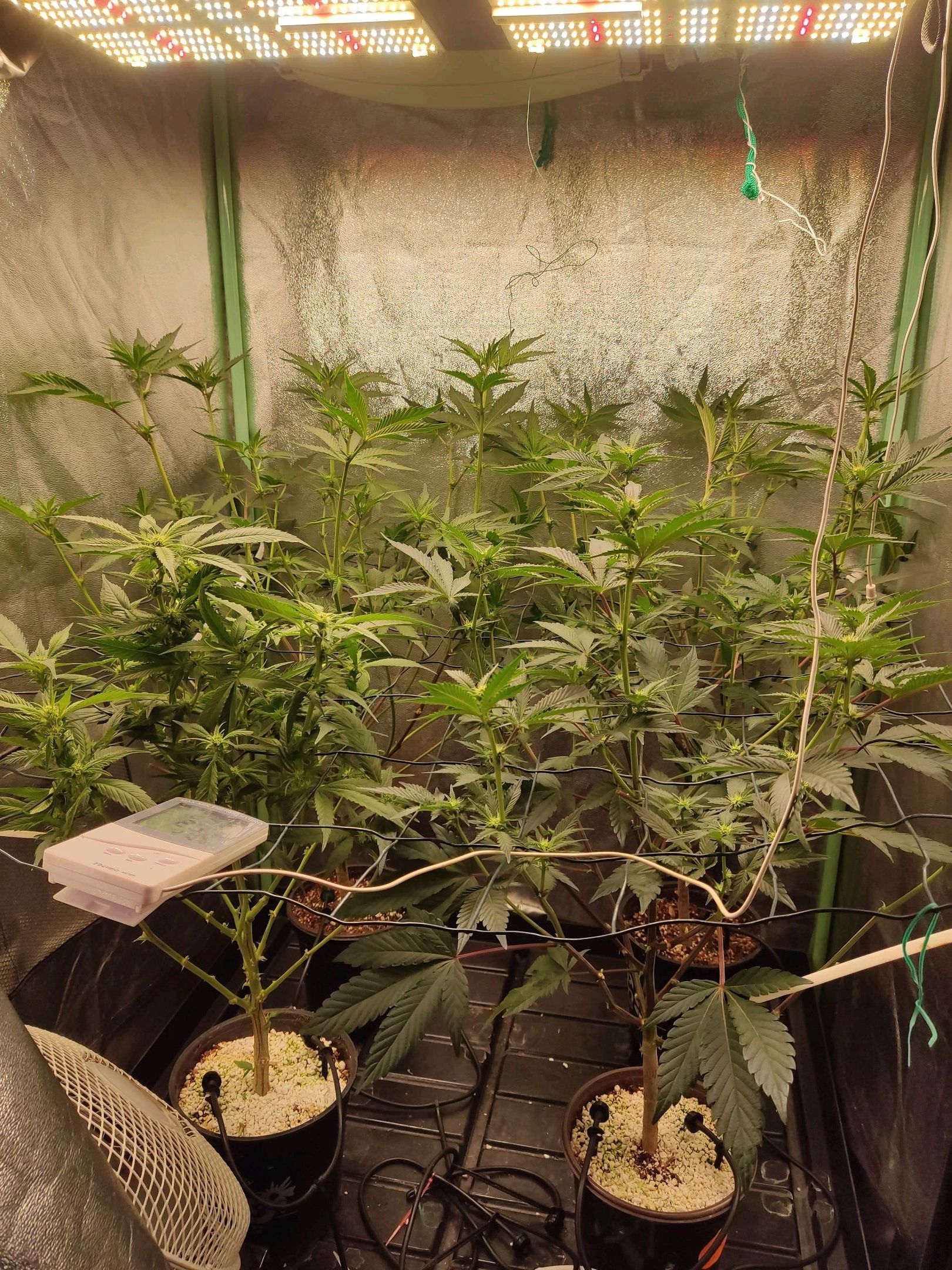 Skunky growlog photo 16