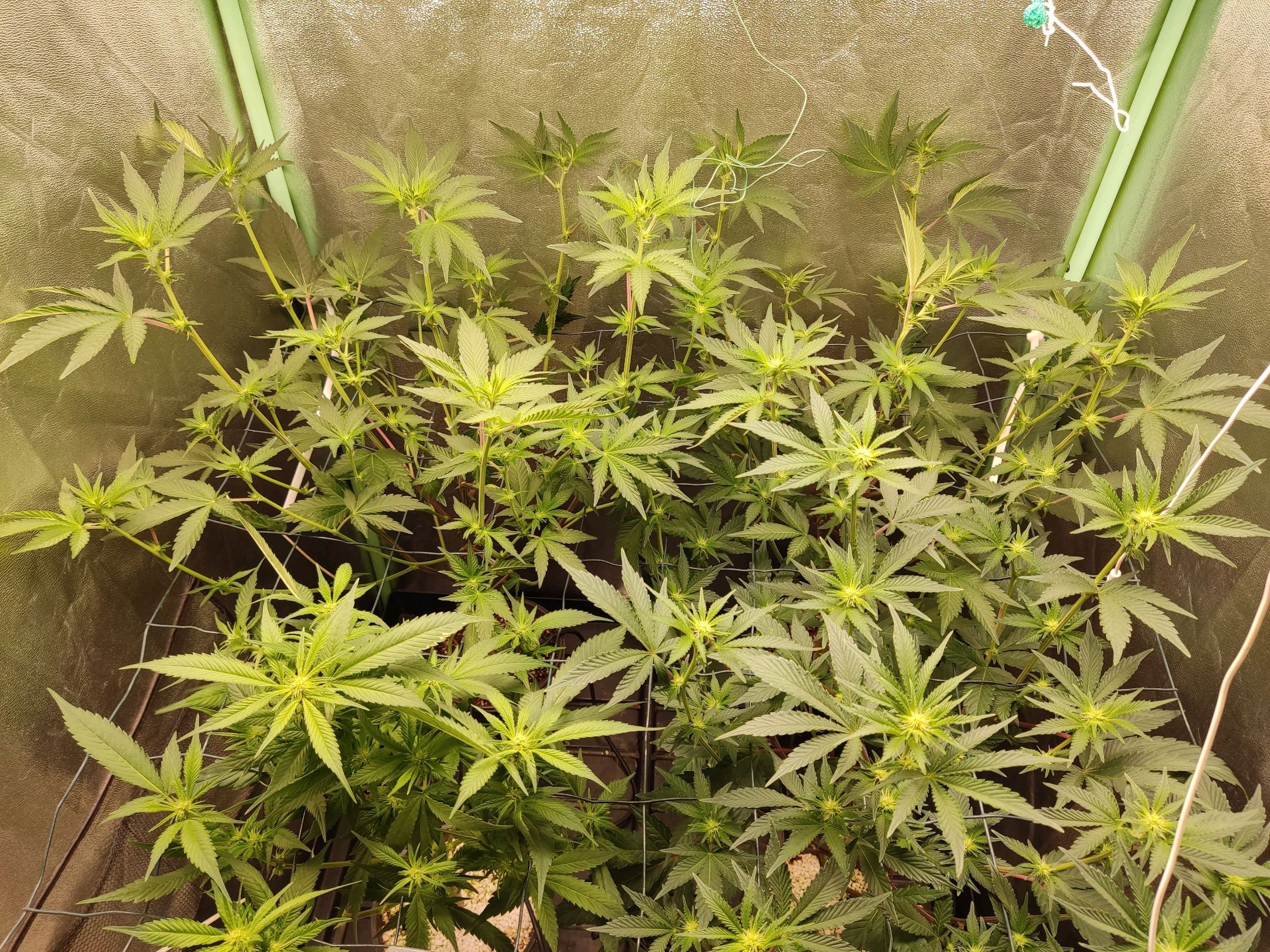 Skunky growlog photo 19