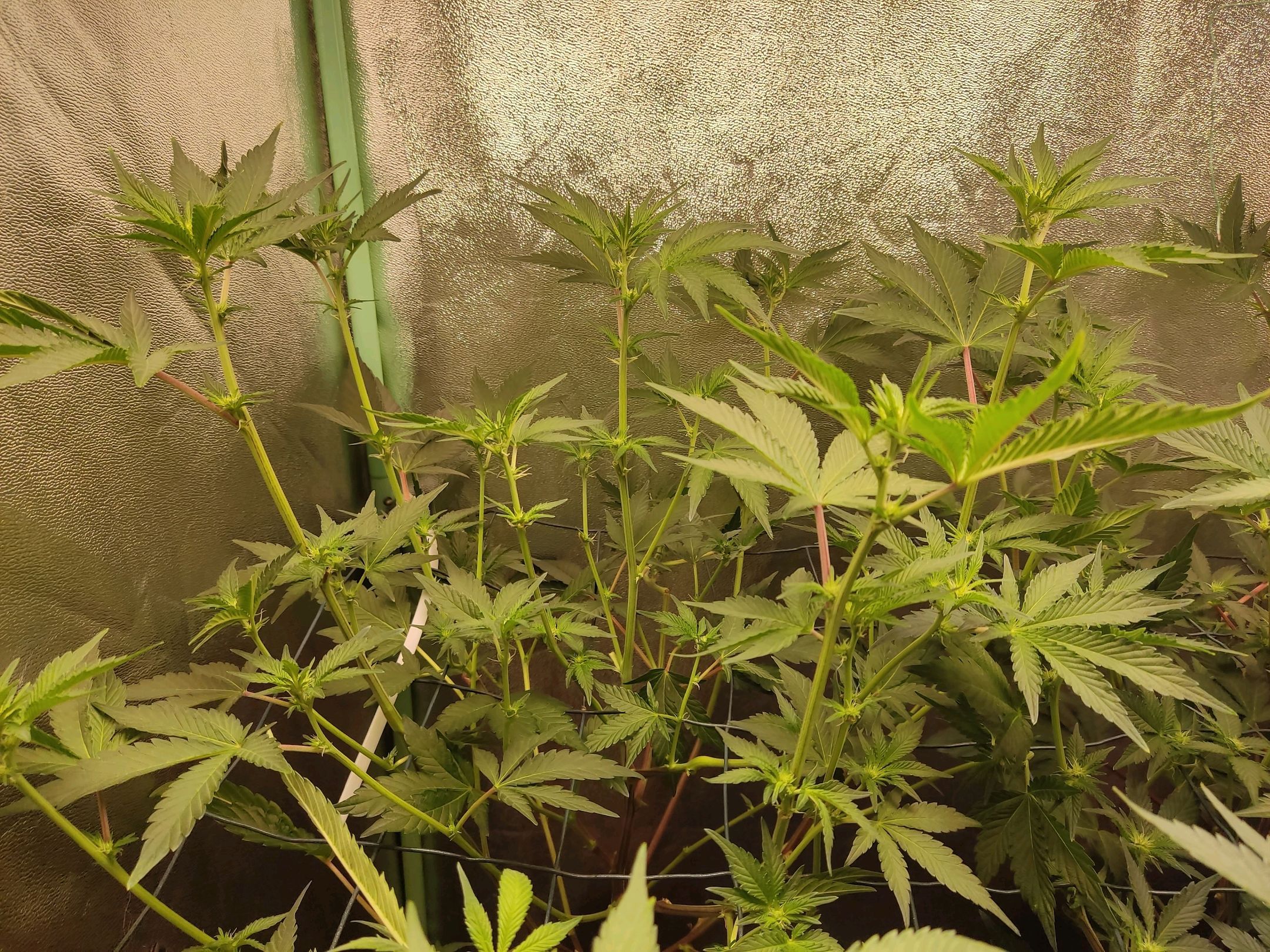 Skunky growlog photo 20