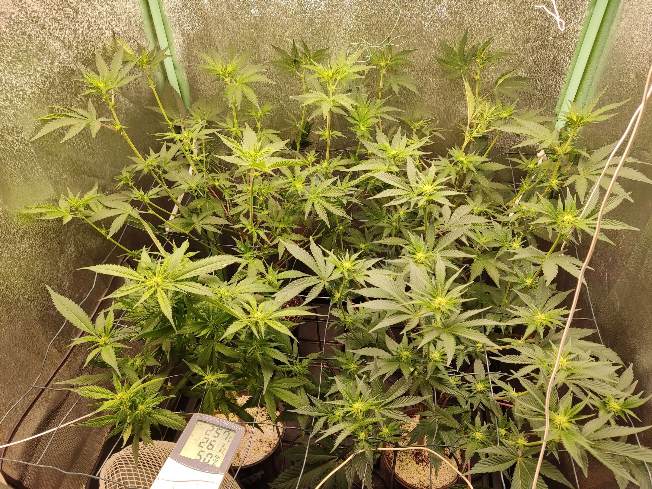 Skunky growlog photo 23