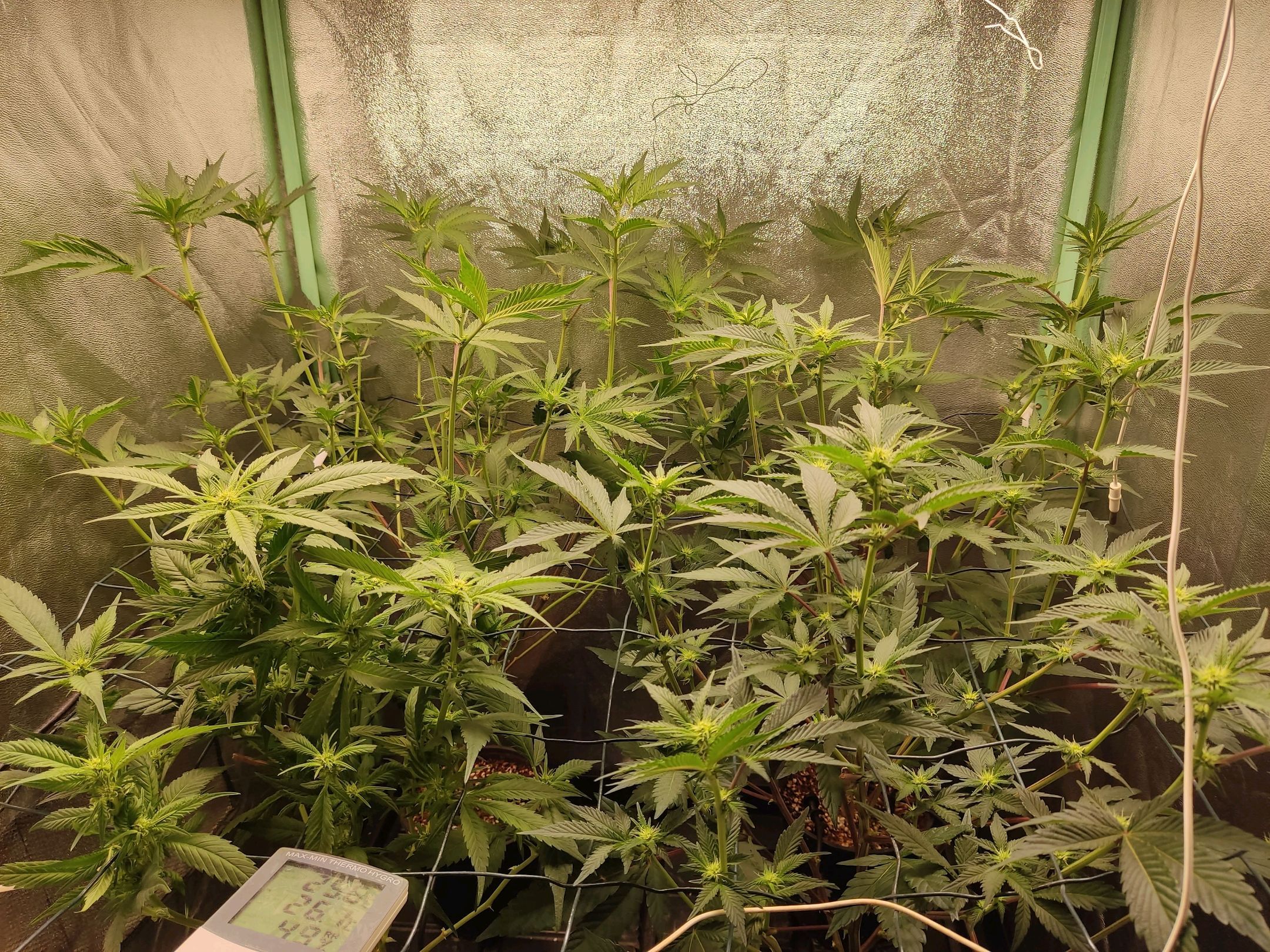 Skunky growlog photo 25