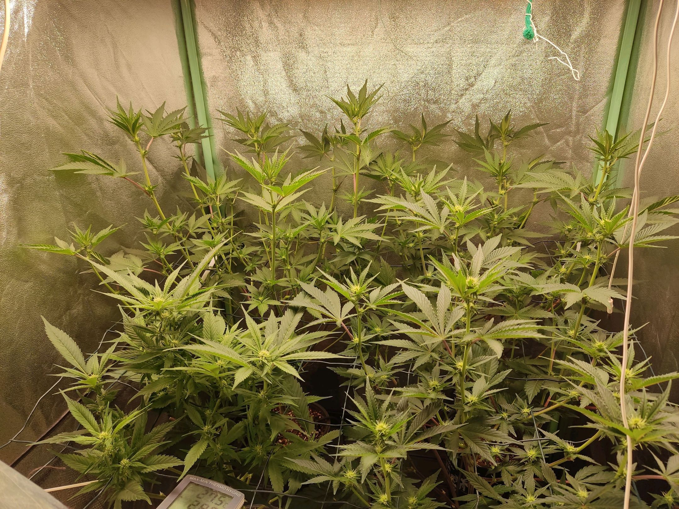 Skunky growlog photo 27